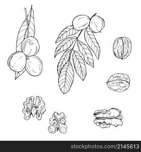 Hand drawn nuts.Walnut. Vector sketch illustration.. Hand drawn nuts. Vector sketch illustration.