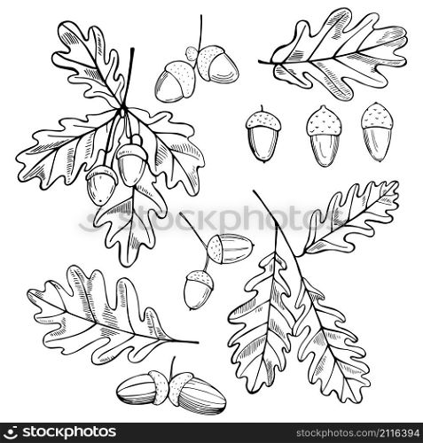Hand drawn oak leaves and acorns. Vector sketch illustration.. Hand drawn oak leaves and acorns.