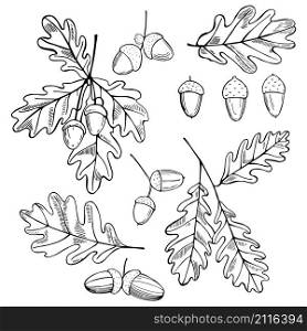 Hand drawn oak leaves and acorns. Vector sketch illustration.. Hand drawn oak leaves and acorns.