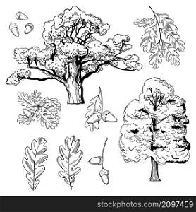 Hand drawn oak set. Trees, leaves and acorns. Vector sketch illustration.. Oak trees, leaves and acorns.
