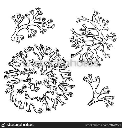Hand drawn oakmoss(Evernia prunastri).Vector sketch illustration.. Oakmoss.Vector illustration.