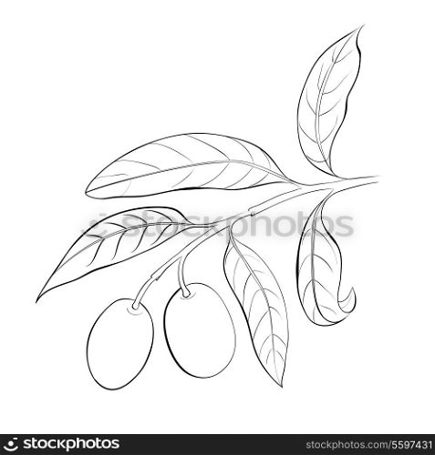 Hand drawn olive branch. Vector illustration.