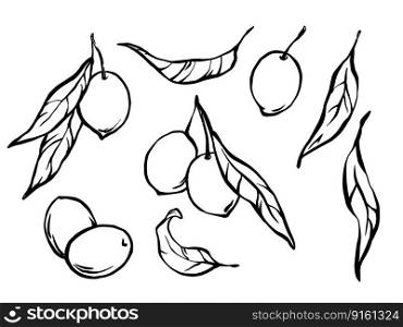 Hand drawn olives set of outline monochrome illustrations. Doodle olives with leaves line art design elements collection.