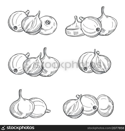 Hand drawn onions on white background. Vector sketch illustration. . Sketch vegetables. Vector illustration
