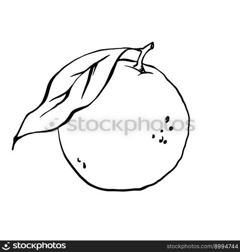 Hand drawn orange with leaf outline black and white vector drawing. Citrus fruit freehand illustration in doodle style.