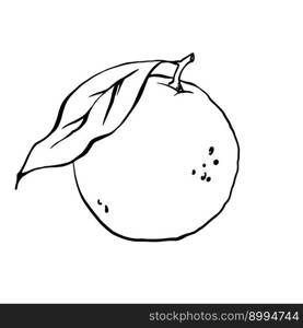 Hand drawn orange with leaf outline black and white vector drawing. Citrus fruit freehand illustration in doodle style.