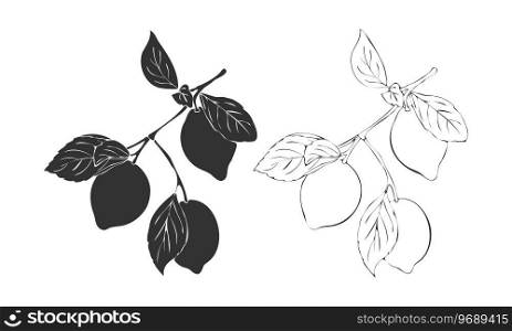 Hand drawn outline and silhouette of Lemon branch.