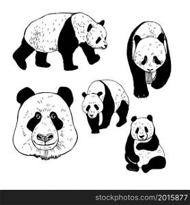 Hand drawn panda. Vector sketch illustration.