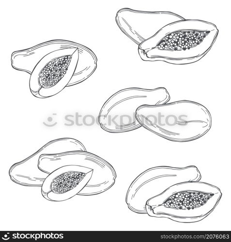 Hand drawn papaya fruit on white background.Vector sketch illustration.. Tropical fruits. Vector illustration