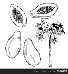 Hand drawn papaya fruit on white background.Vector sketch illustration.. Tropical fruits. Vector illustration