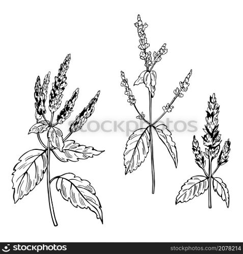 Hand drawn Patchouli branches on white background. Vector sketch illustration.. Patchouli branches . Vector ilustration.