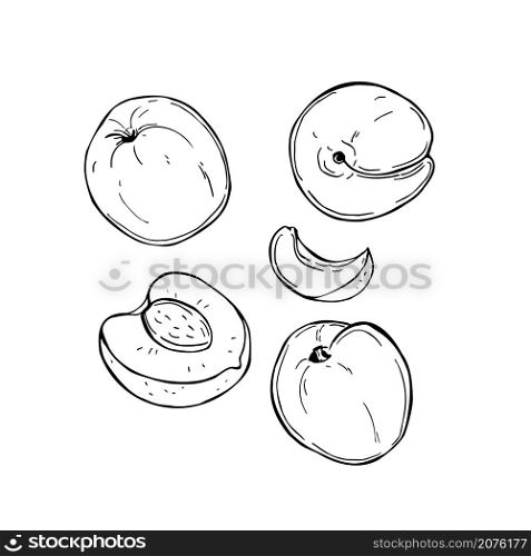 Hand drawn peach. Fruits on white background. Vector sketch illustration.. Peach on white background. Vector illustration.