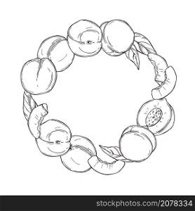 Hand drawn peaches. A circle of fruits on white background. Vector sketch illustration.. Peach on white background. Vector illustration.