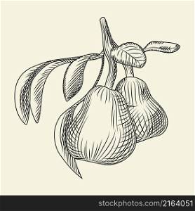 Hand drawn pear vector illustration. Engraving vintage style. For menu, cards, posters, prints, packaging.. Hand drawn pear vector illustration. Engraving vintage style.