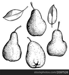 Hand drawn pears on white background. Vector sketch illustration.. Hand drawn pears. Vector illustration.