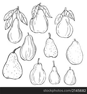 Hand drawn pears . Vector sketch illustration.