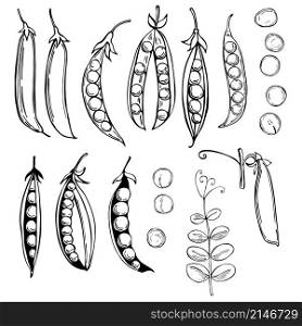 Hand drawn peas. Vector sketch illustration.