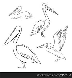 Hand drawn pelican. Vector sketch illustration.. Hand drawn pelican. Vector illustration.