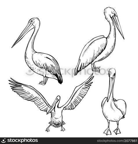 Hand drawn pelicans on white background. Vector sketch illustration.. Hand drawn pelican. Vector illustration.