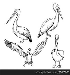 Hand drawn pelicans on white background. Vector sketch illustration.. Hand drawn pelican. Vector illustration.