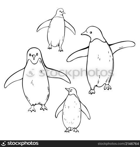 Hand drawn penguins on white background. Vector sketch illustration.. Hand drawn penguins.