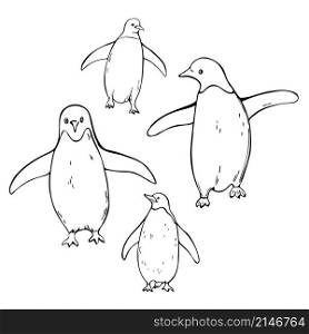 Hand drawn penguins on white background. Vector sketch illustration.. Hand drawn penguins.