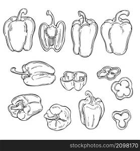 Hand drawn peppers. Vector sketch illustration.. Hand drawn peppers. Vector illustration.