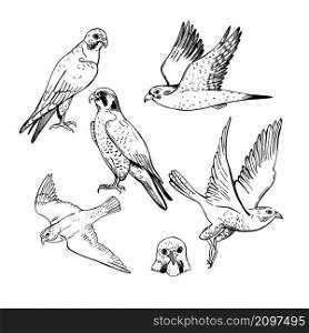Hand drawn peregrine falcon. Vector sketch illustration. . Peregrine falcon. Sketch illustration.