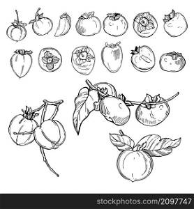 Hand drawn persimmon on white background. Vector sketch illustration.. Persimmon. Vector sketch illustration.