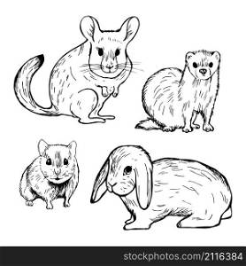 Hand drawn pet rodents. Rabbit, hamster, chinchilla and ferret. Vector sketch illustration.. Hand drawn pet rodents. Rabbit, hamster, chinchilla and ferret.