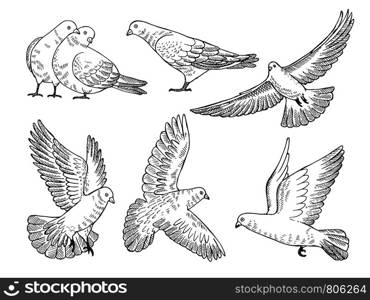 Hand drawn pictures of pigeons at different poses. Vector dove drawing, bird pigeon illustration. Hand drawn pictures of pigeons at different poses