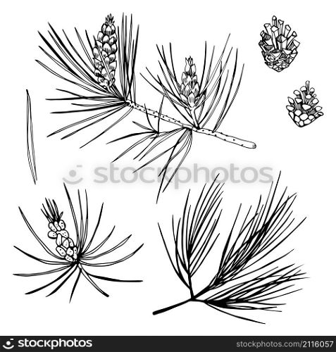 Hand drawn pine branch. Vector sketch illustration.