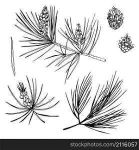 Hand drawn pine branch. Vector sketch illustration.