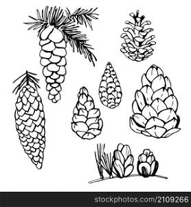 Hand-drawn pine cones. Vector illustration.. Hand-drawn pine cones.