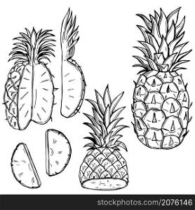 Hand drawn pineapple. Vector sketch illustration. Pineapple. Vector illustration