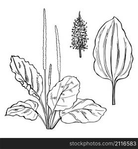 Hand drawn Plantain . Medicinal herbs.Vector sketch illustration.