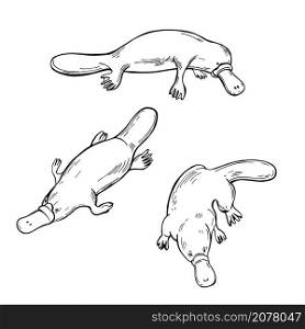Hand drawn platypus (Ornithorhynchus anatinus ). Vector sketch illustration.. Hand drawn platypus. Vector illustration.