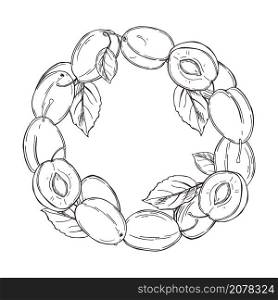 Hand drawn plums. A circle of fruits on white background. Vector sketch illustration.. Plums on white background. Vector illustration.