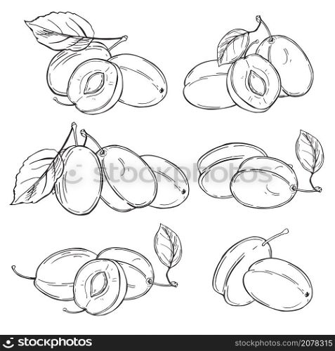 Hand drawn plums. Fruits on white background. Vector sketch illustration.. Plums on white background. Vector illustration.