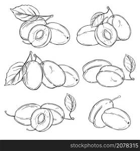Hand drawn plums. Fruits on white background. Vector sketch illustration.. Plums on white background. Vector illustration.