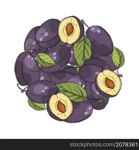 Hand drawn plums in a circle. Fruits on white background. Vector sketch illustration.. Plums in a circle on white background. Vector illustration.