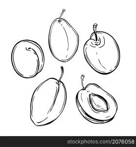 Hand drawn plums. Vector sketch illustration.. Plums on white background. Vector illustration.