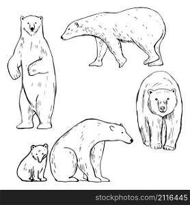 Hand drawn polar bear. Vector sketch illustration.. Hand drawn polar bear.