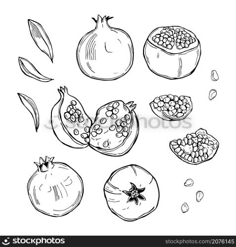 Hand drawn pomegranate on white background. Vector sketch illustration.. Pomegranate. Vector sketch illustration.