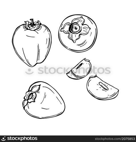 Hand drawn pomegranate on white background. Vector sketch illustration.Vector seamless pattern. Vector background.. Pomegranate. Vector sketch illustration.
