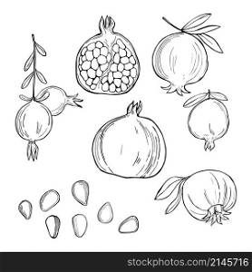 Hand drawn pomegranate. Vector sketch illustration.