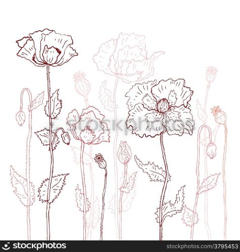 Hand drawn Poppies on white background. Vector illustration