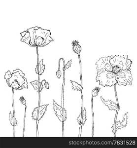 Hand drawn Poppies on white background. Vector illustration