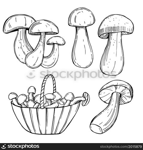 Hand drawn porcini mushrooms. Vector sketch illustration.