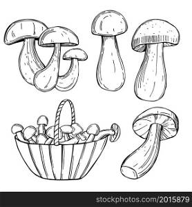 Hand drawn porcini mushrooms. Vector sketch illustration.